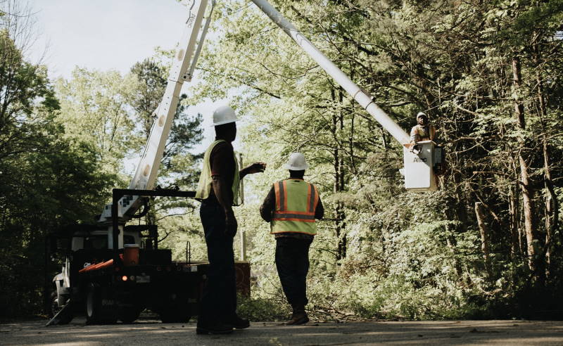 Tree trimming